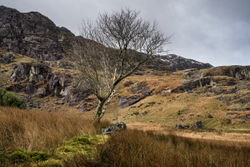 Cwmorthin tree