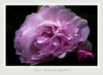 Rosa gallica 'Duchesse de Angouleme'