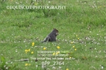 BPP_2764