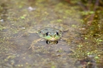 Marsh Frog