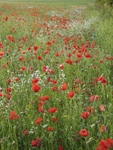 <center>Playford's Poppies</center><br>