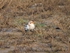 Snow Bunting