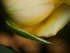 Little Hairy Rose Leaf
