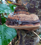Red Belted Bracket
