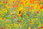 The Bee in the Colourful Meadow