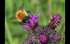 Red Bumble Bee