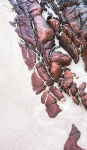 DRAGON SPINE - MELLON UDRIGLE
