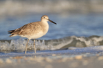 Willet with breaking wave behind, Fort De Soto Park, Florida