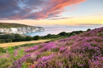 z2301 Evening Heather, Headon Warren