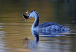 Grebe And Perch