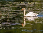 Mute Swan
