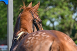230626-Race 4-Satyress-1239