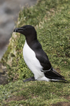 Razorbill