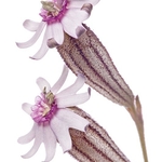 Silene ciliata ssp graefferi