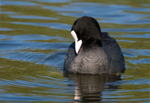 Coot
