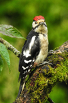 Spotted Woodpecker in the wild