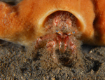 Pagurus cuanensis