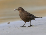 Blackish Cinclodes has bill full with food, Carcass Island, Falklands