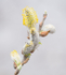 PUSSY WILLOW - NORFOLK COUNTY