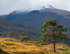 Glen Affric-4