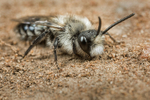 Andrena cineraria (m)