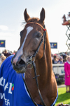 141023-Race 3-Montassib-1102