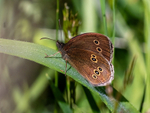Ringlet