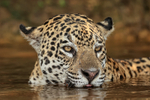 Female Jaguar immersed in water, Corixo Negro, Mato Grosso, Brazil