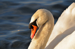 Mute Swan