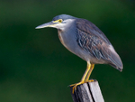 Striated Heron (Green-backed Heron) perched on a post