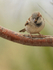 House Sparrow (male, non-breeding plumage), Bosque del Apache