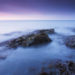 Seaweed, North Sea