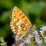 Heath fritillary (Melitaea athalia)