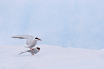 Arctic Tern pair, Jokulsarlon, Iceland