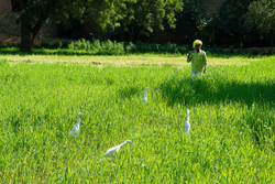 Chatra Sagar farmer with herons