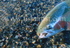 Trout with Fly.