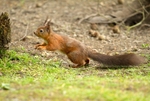 red Squirrel 4 (disambiguation).
