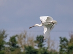 Spoonbill
