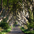 Dark Hedges, Beech trees in a row, Co. Antrim, Northern Ireland