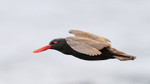 Blackish Oystercatcher gliding, Chile