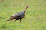 Wild Turkey portfolio