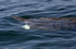 Basking Shark, Isle of Mull, Scotland
