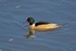 Goosander