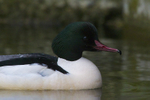 Goosander (male)