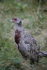 Female Phesant_AN073