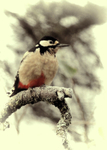 Woodpecker