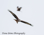 Red Kites  November-176