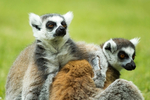Lemurs are primates found only on the African island of Madagascar and some tiny neighboring islands. Because of its…