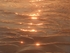 gold shore