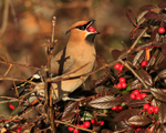 Waxwing gobbling down a berry at Bletchley